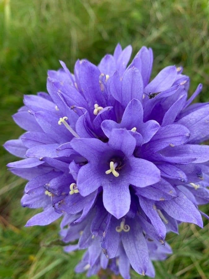 Campanula cervicaria 6