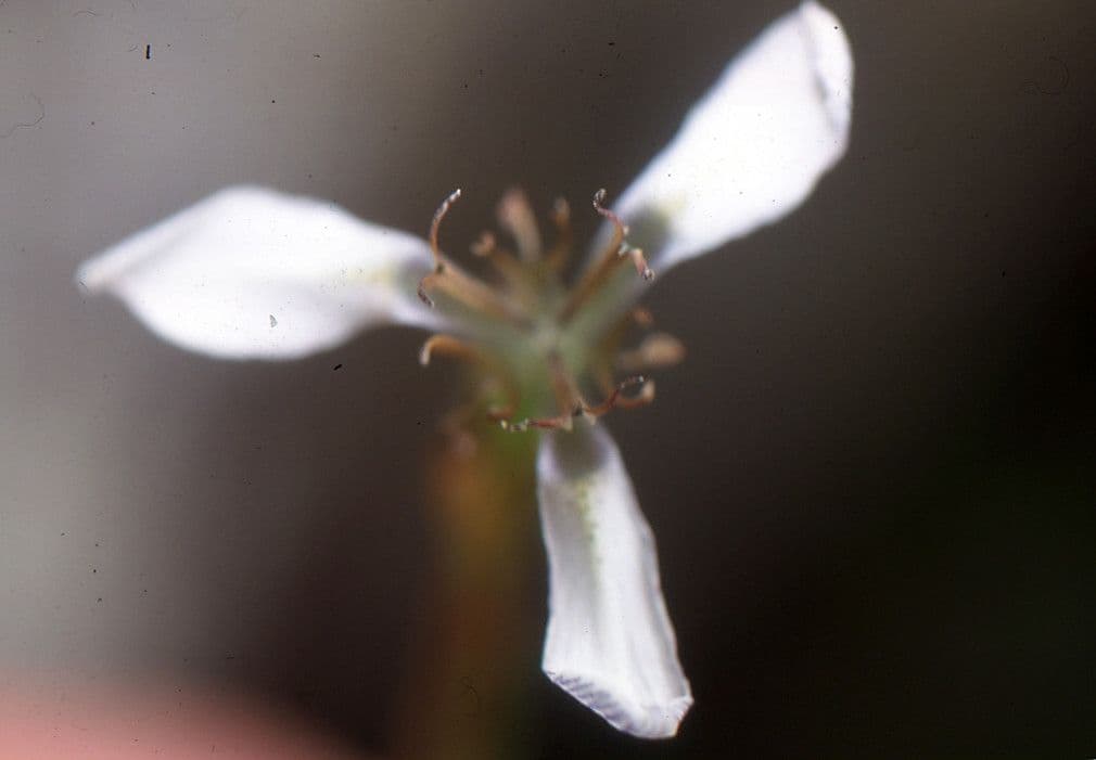 Moraea 4