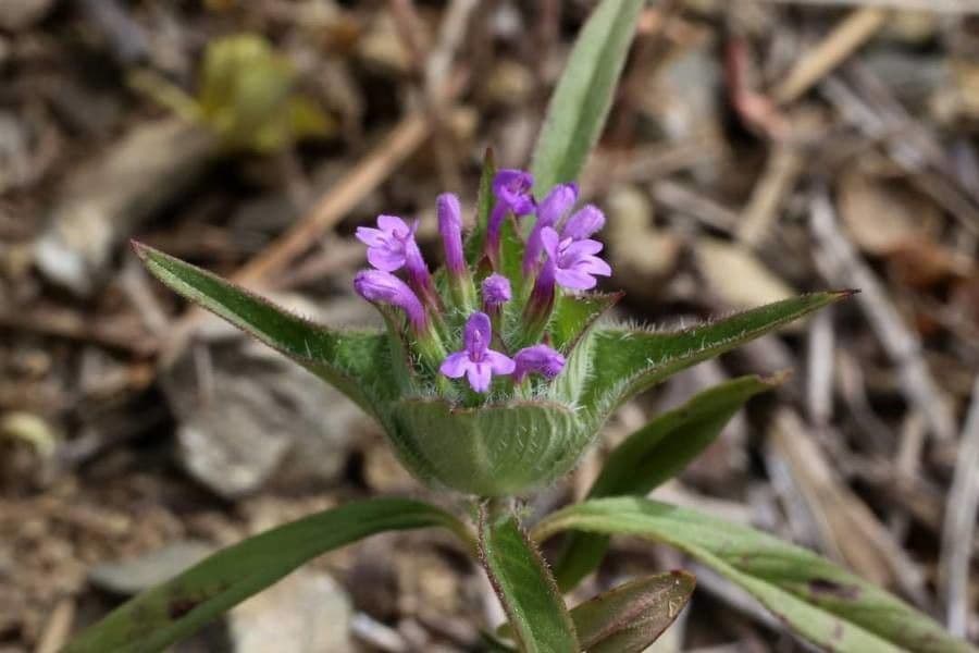 Ziziphora capitata 2