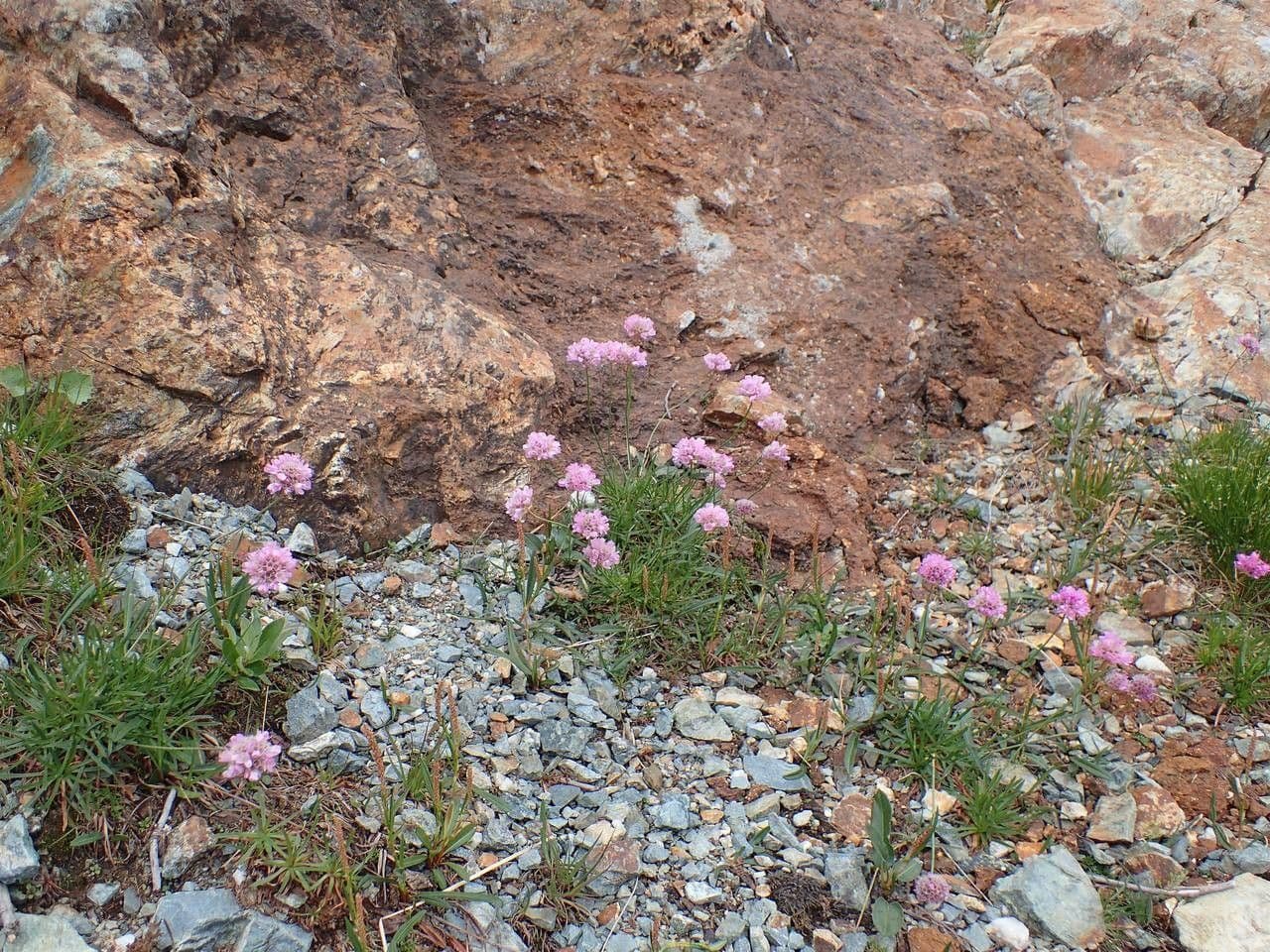 Armeria alpina 10