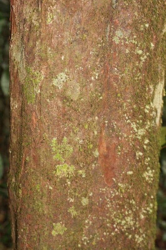 Elaeoluma