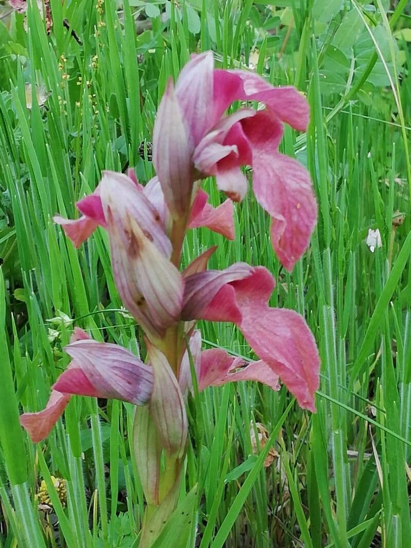 Serapias neglecta 6