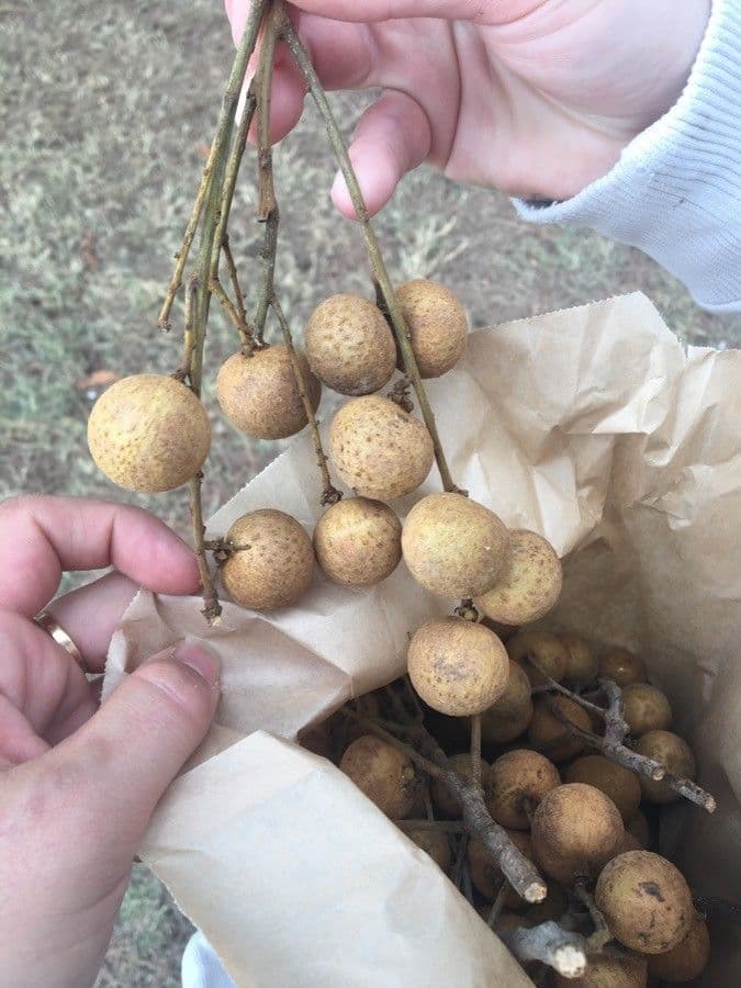 Longan 5