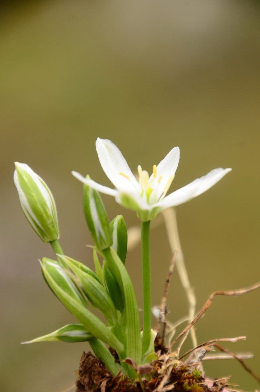 Dolden-Milchstern 14