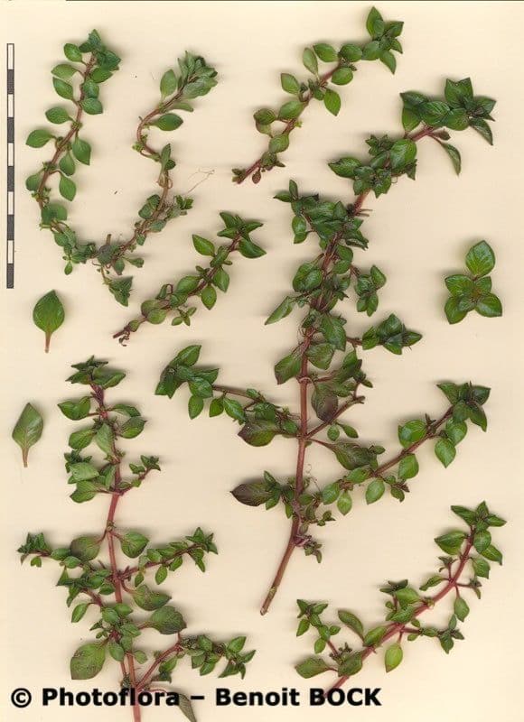 Isnardia 23