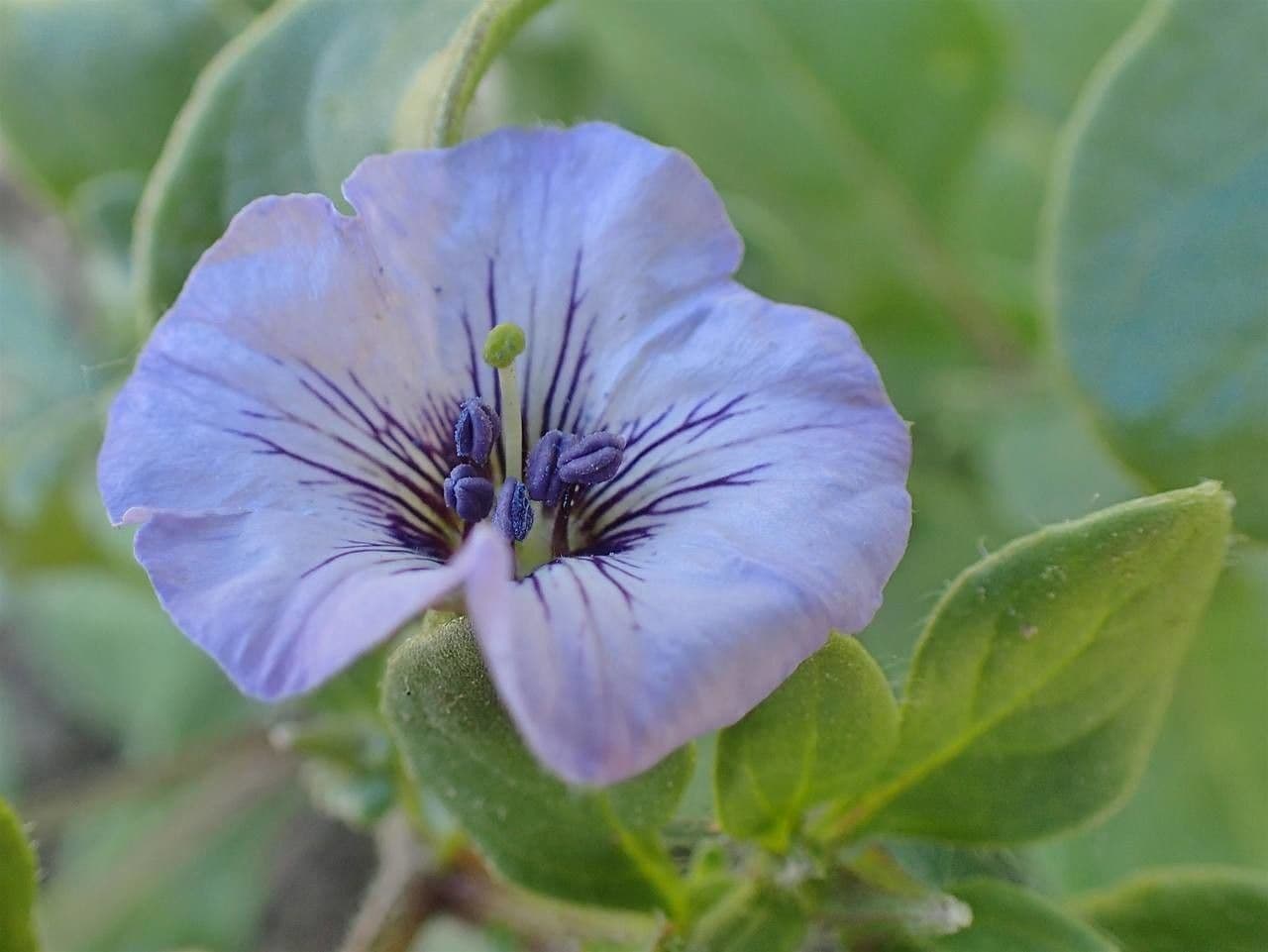 Kriechende Nolane 2