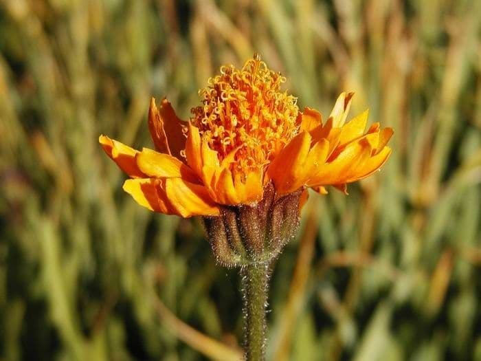 Raillardella vistosa 3