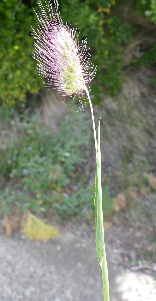 Igel-Kammgras 14