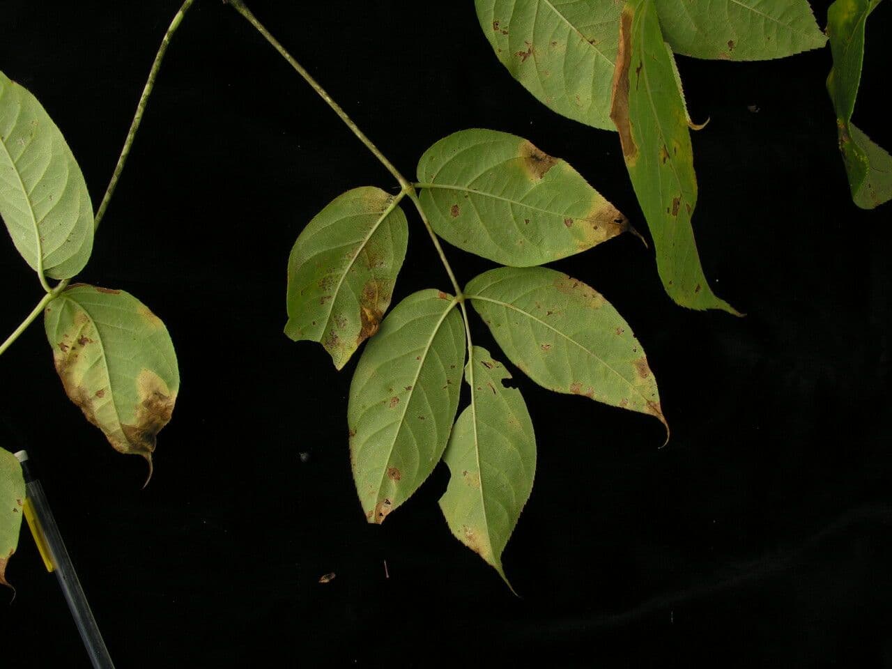 Aralia 6