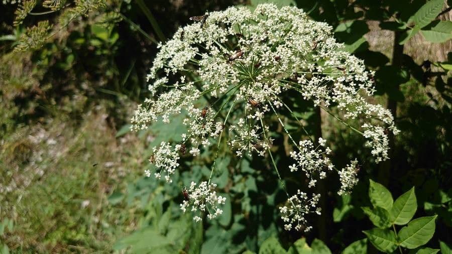 Broadleaf sermountain 9