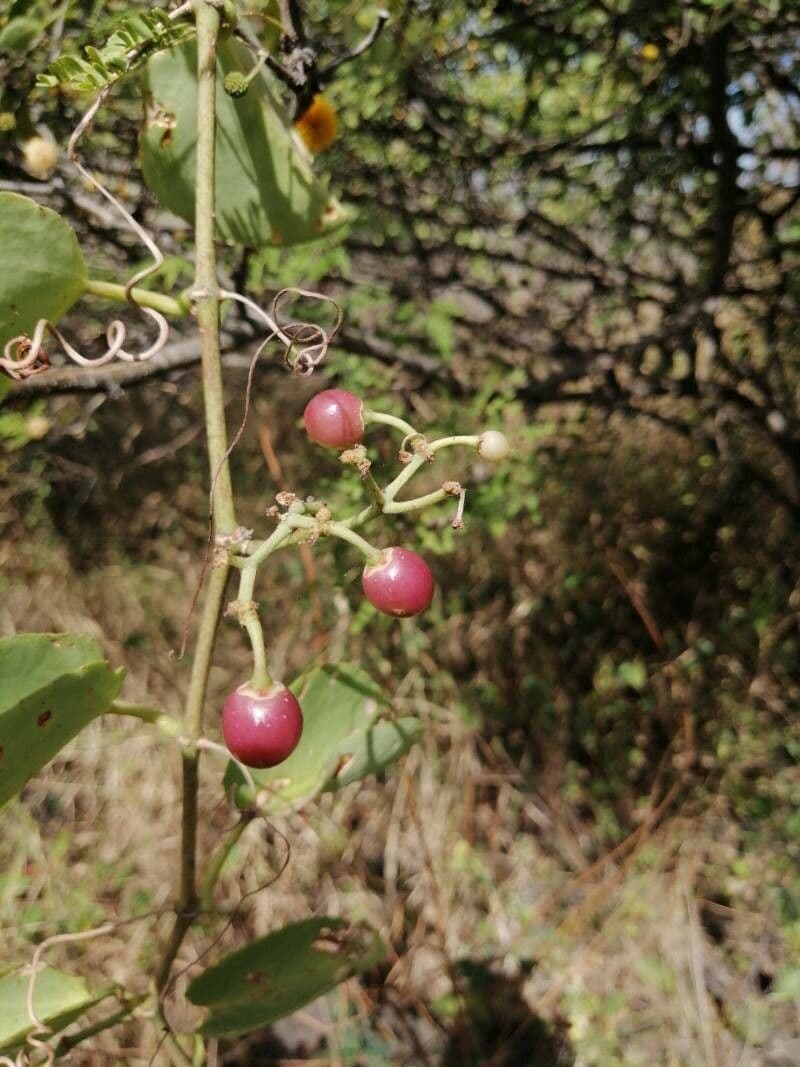 Cissus