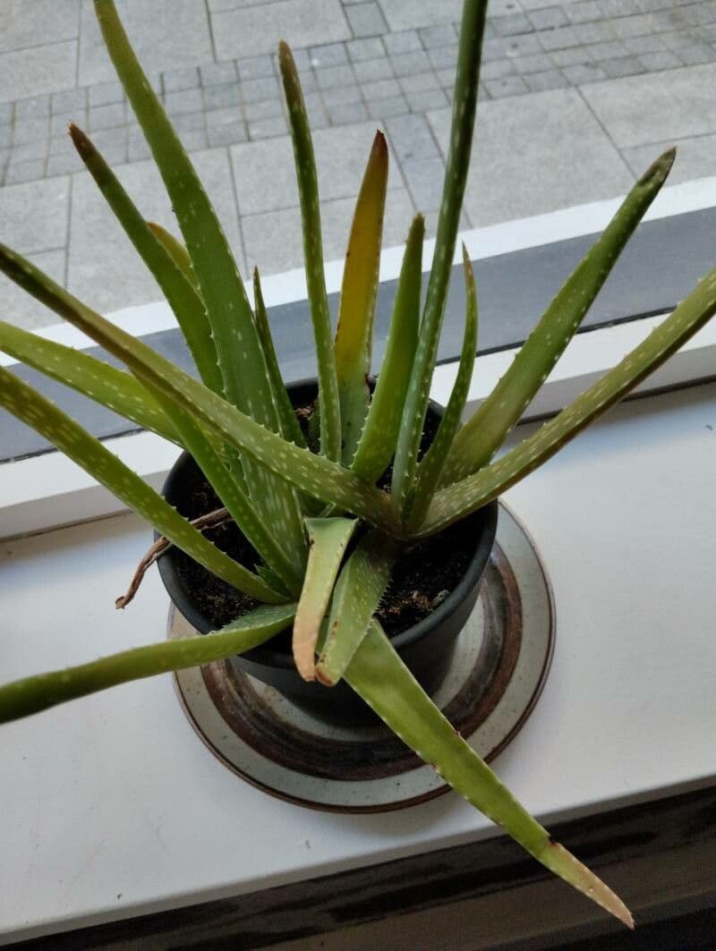 Aloe vera 27