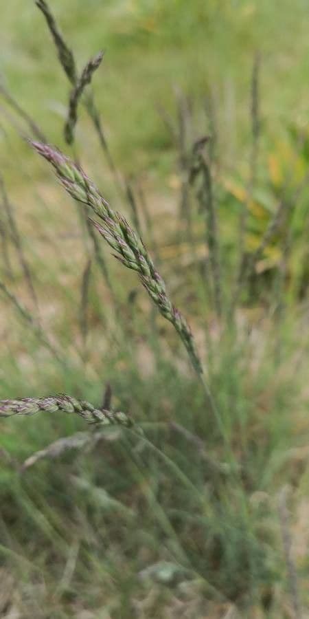 Festuca ovina 6