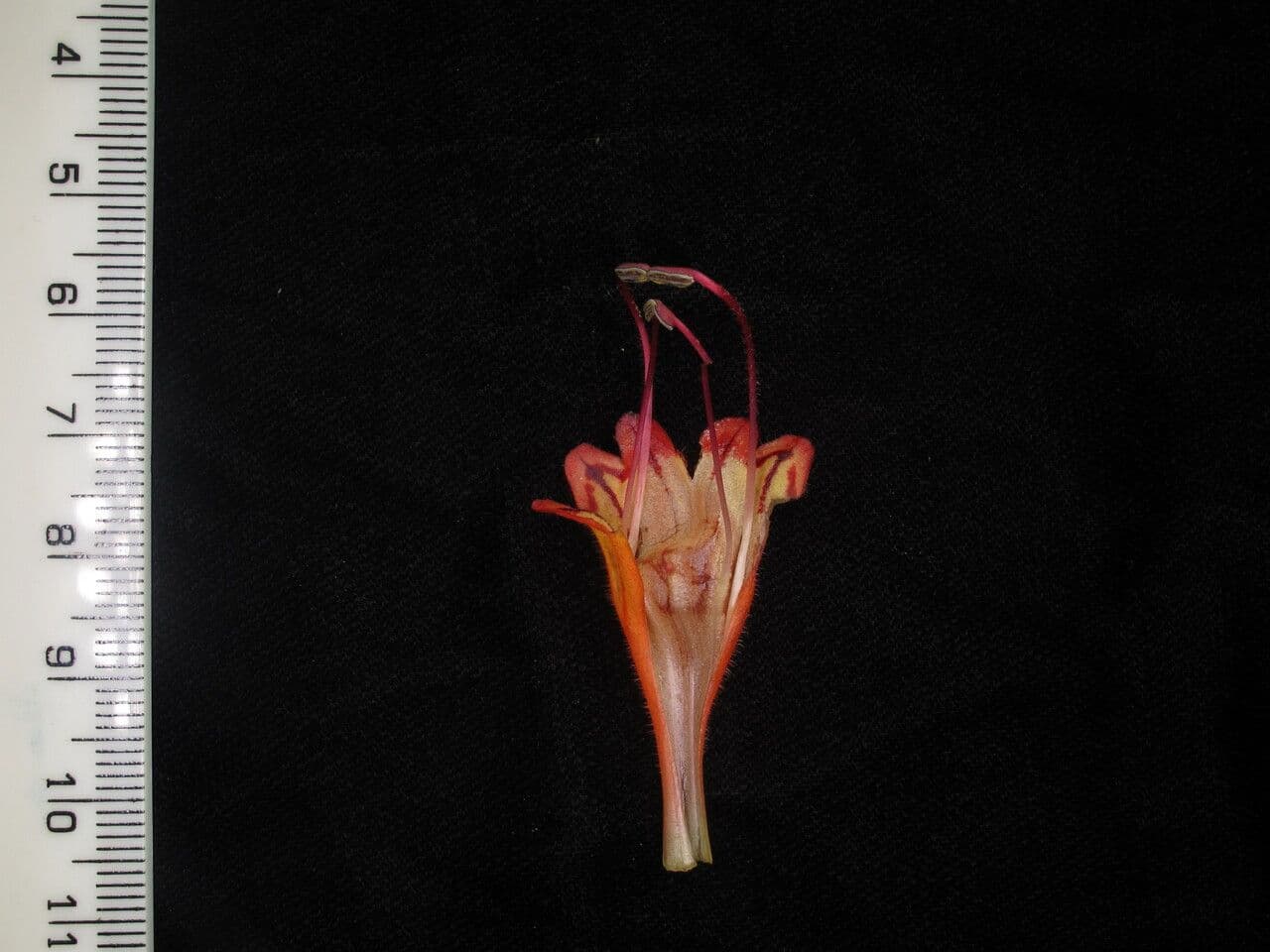 Aeschynanthus 4