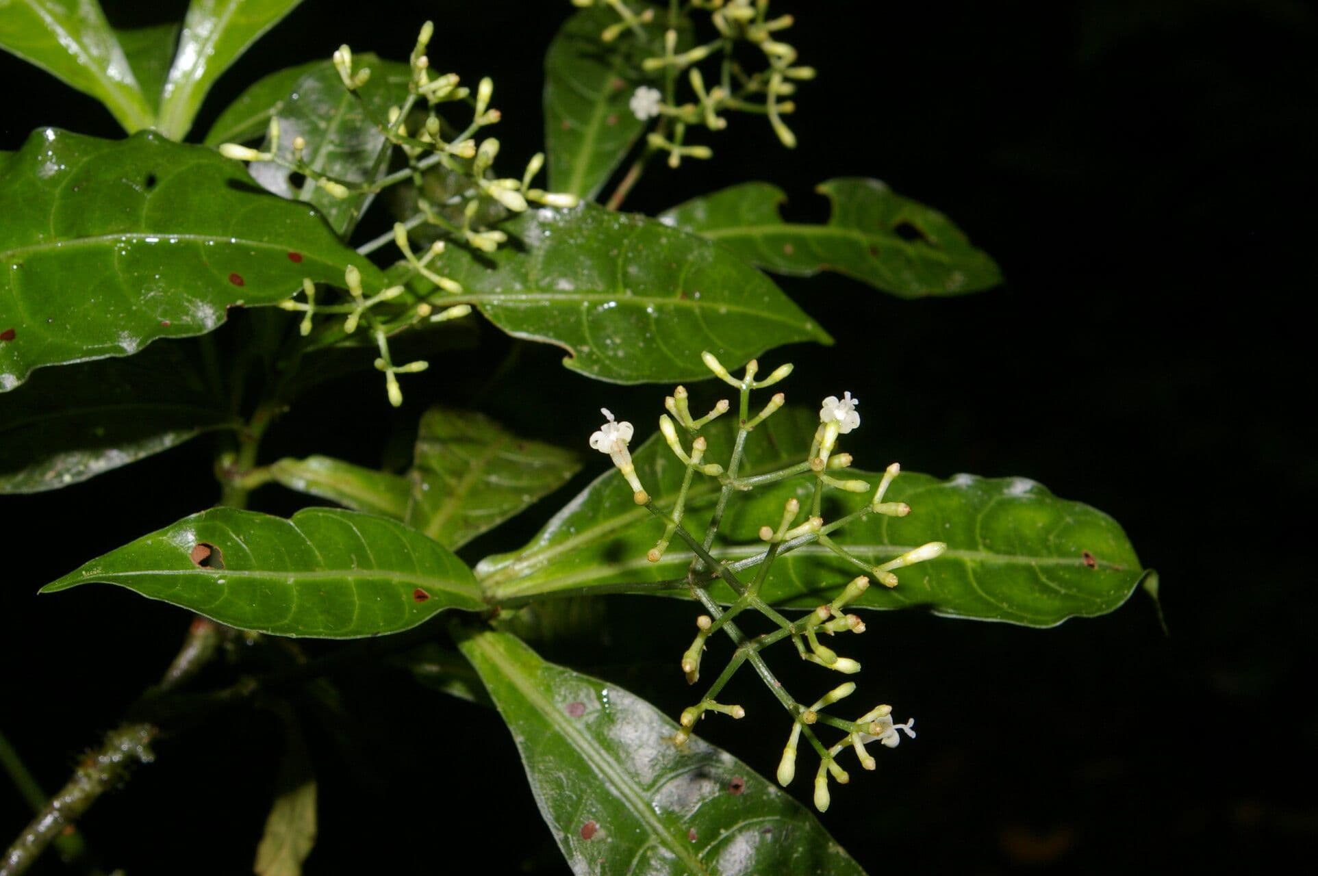 Psychotria 10