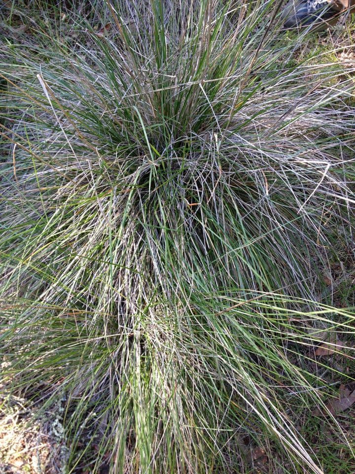 Festuca 3