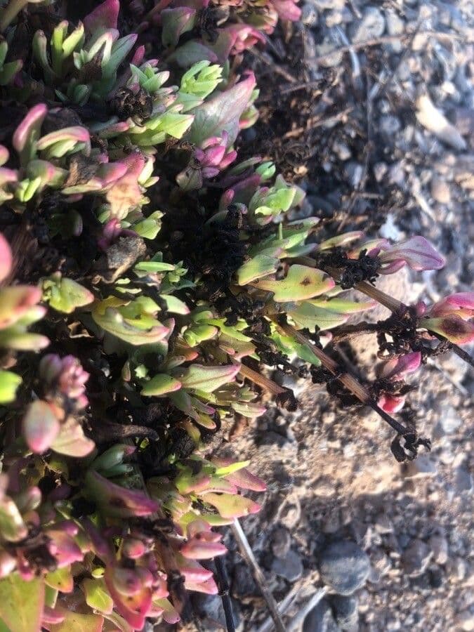 Patellifolia 12