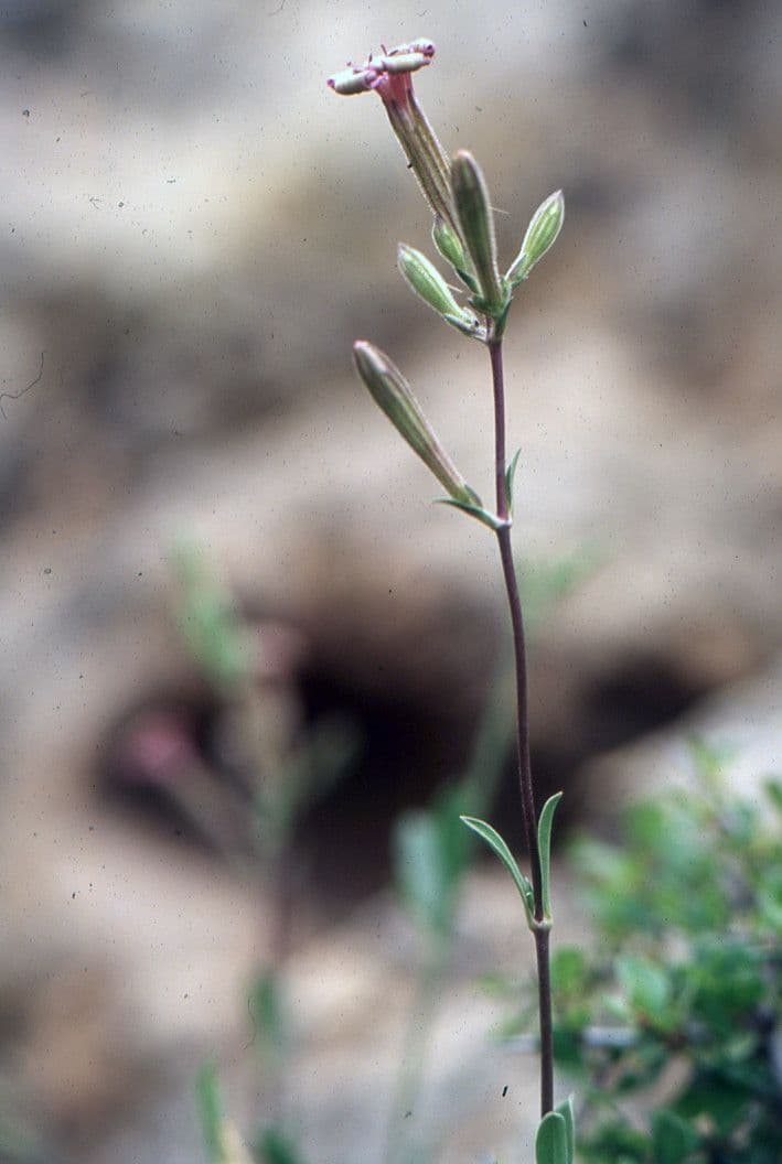 Silene 3