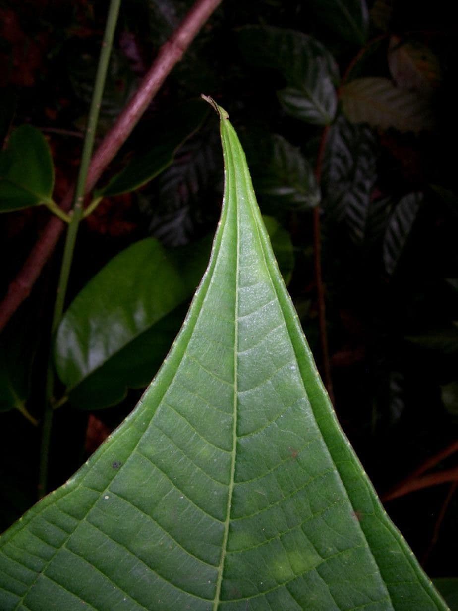 Miconia 6