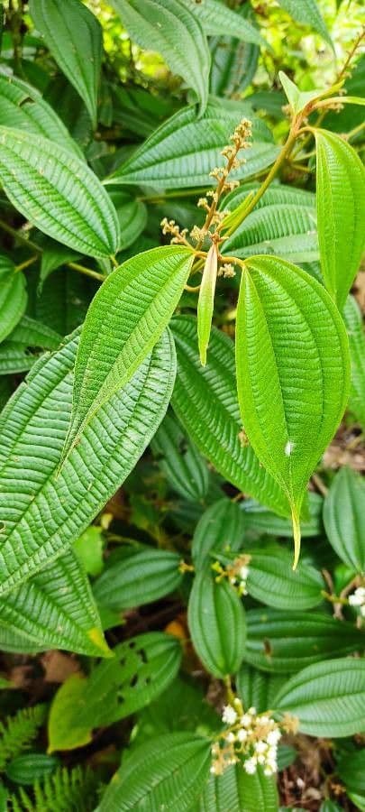 Miconia 10