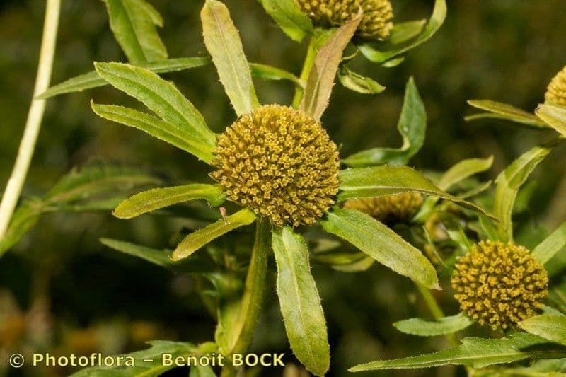Bidens radiata 3