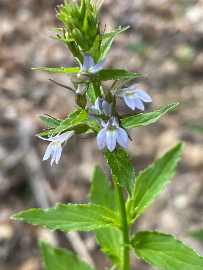 Lobelia 8