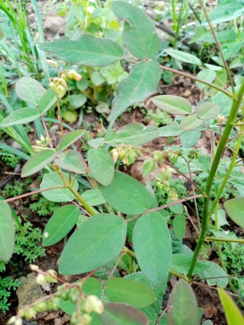Acetosa di Barrelier 16