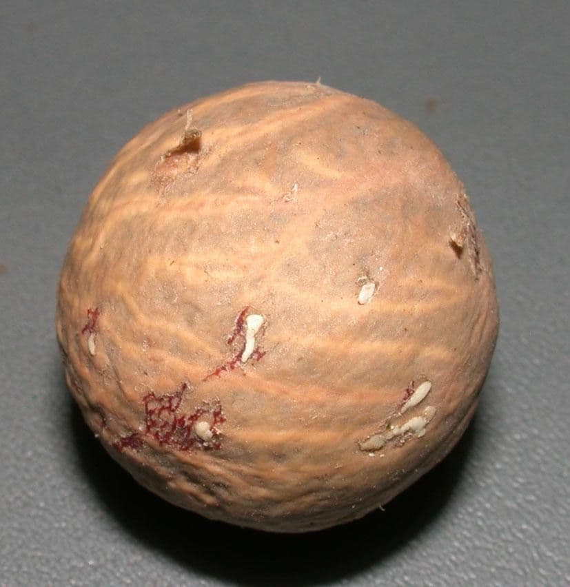 Palma panciuta 24