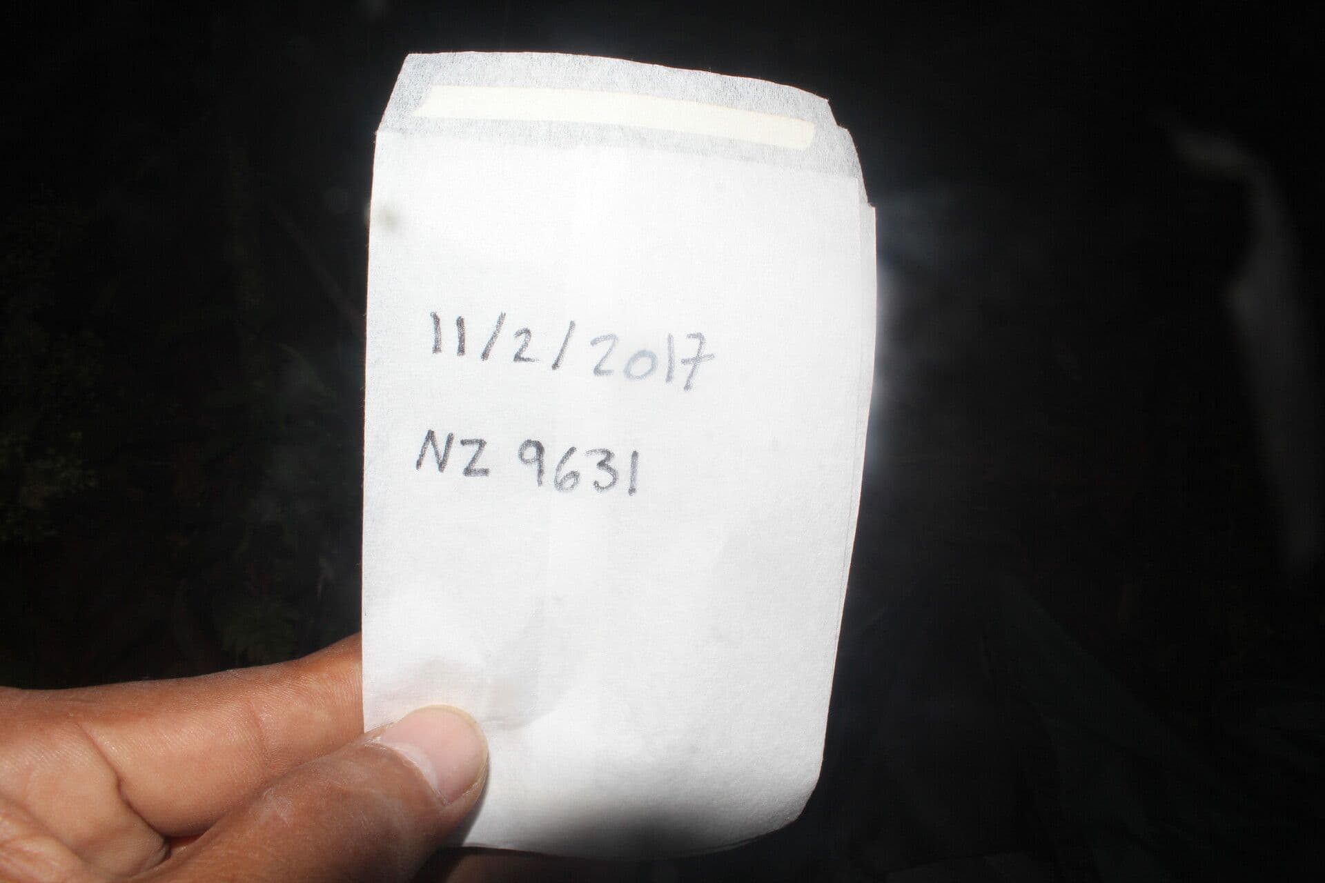 Koanophyllon 15