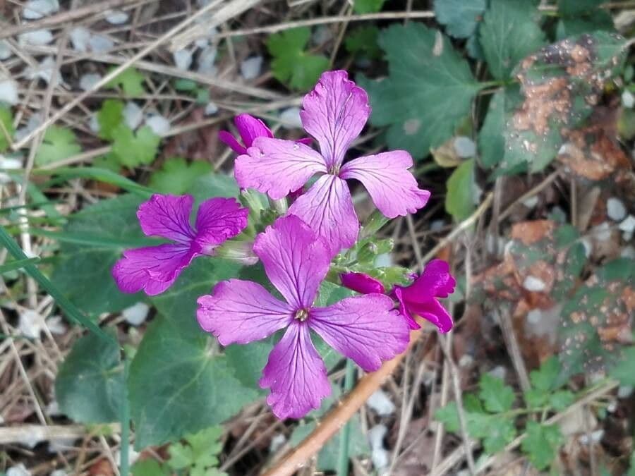 Malcolmia Marittima 18