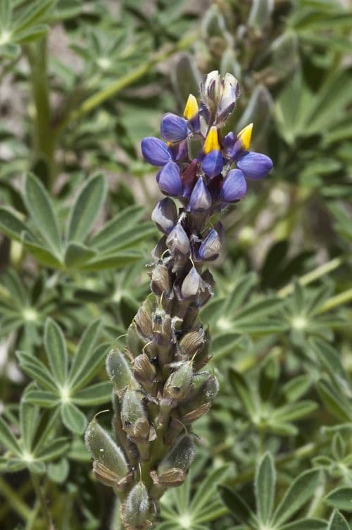 NeuMexikanische Lupine 4