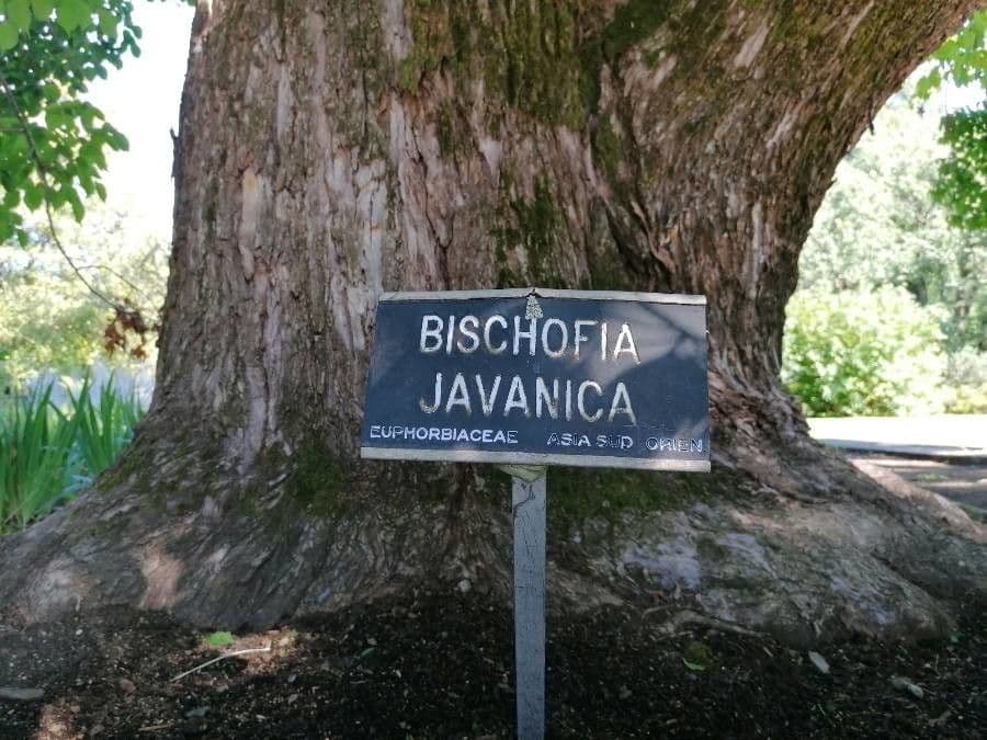 Bischofia javanica 17