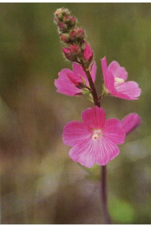 Sidalcea novomexická 4