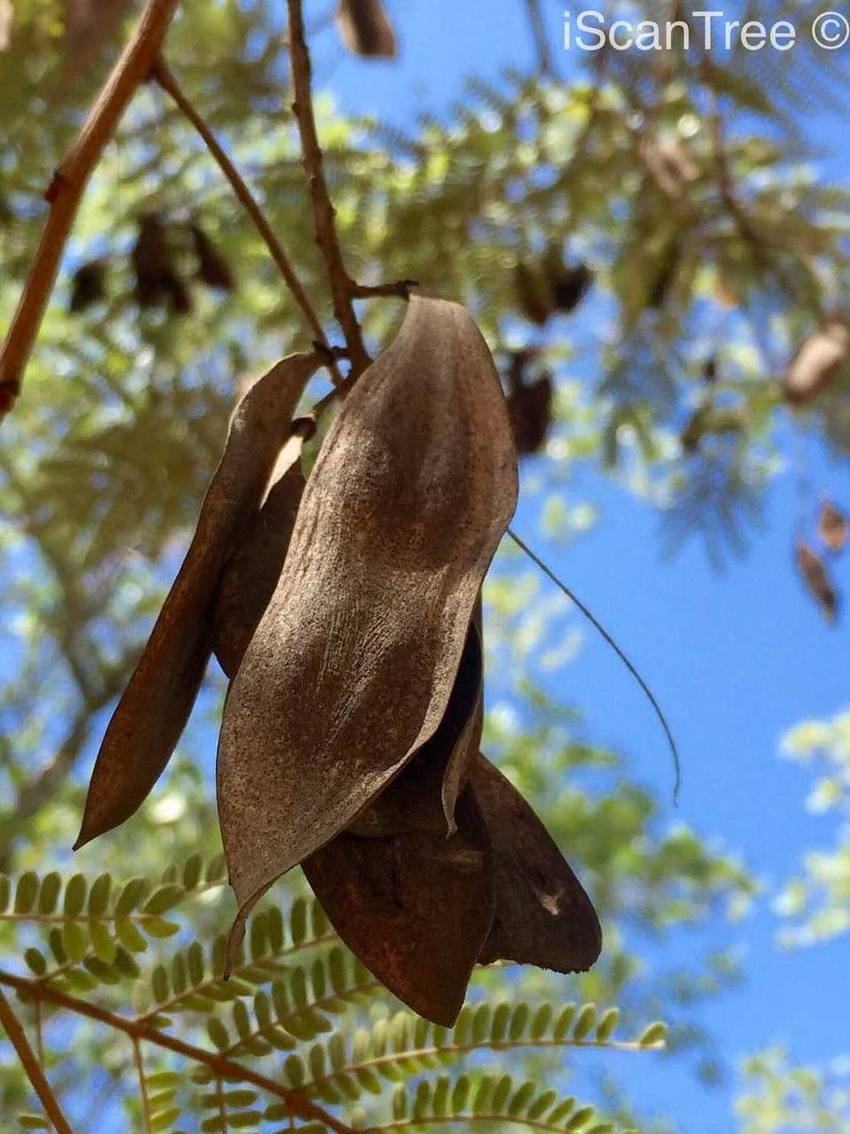 Peltophorum africano 3
