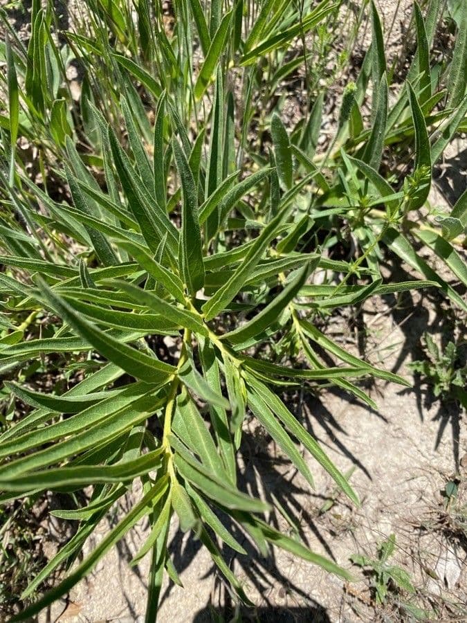 Asclepias asperula 20