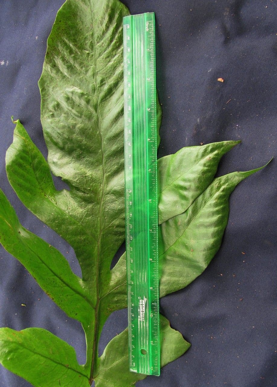 Hypoderris 2