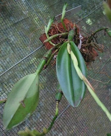 Epidendrum ciliato 23