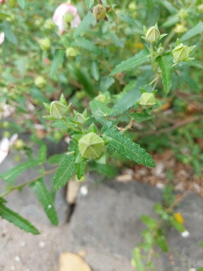 Pavonia hastata 17