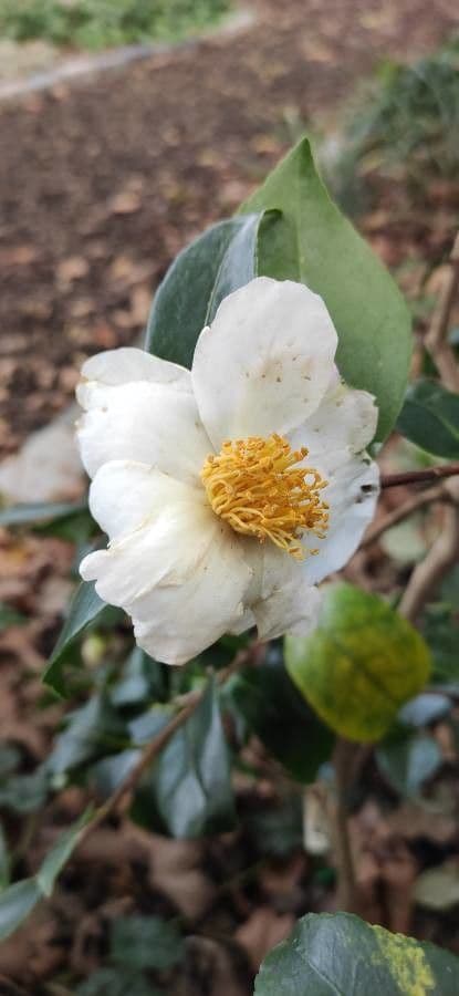 Camelia dello Yunnan
