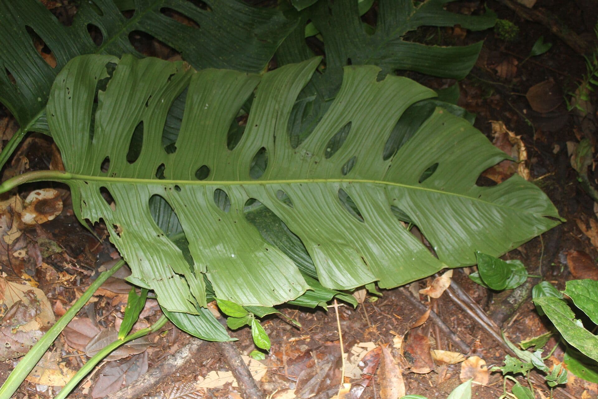 Berg-Monstera 4