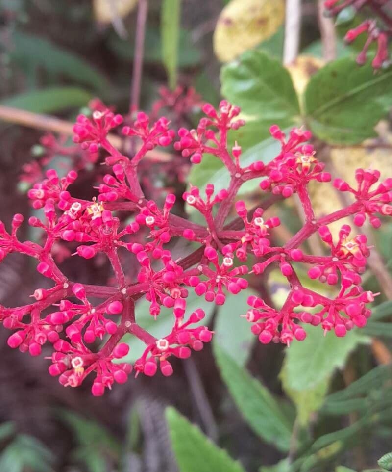 Cissus 9