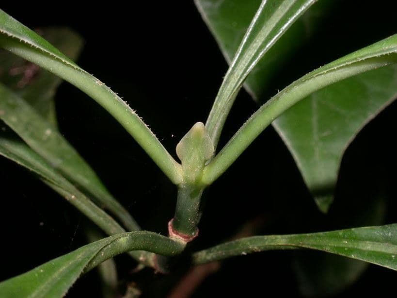 Psychotria 11