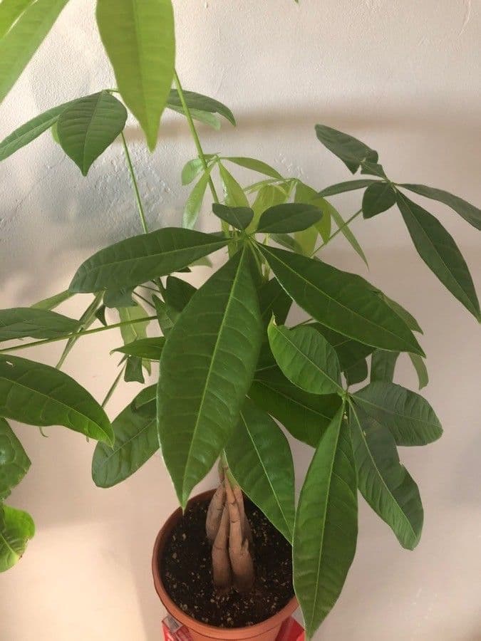 Pachira glabra 10