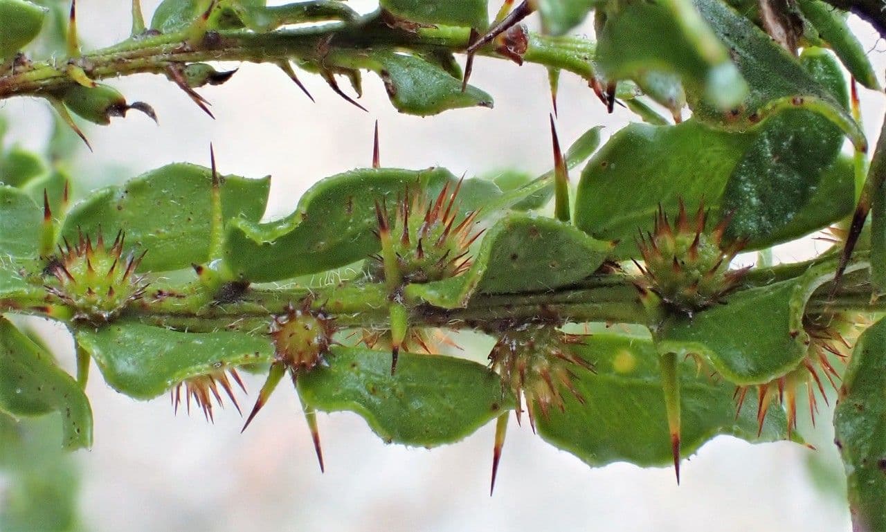 Acacia paradoxa 12