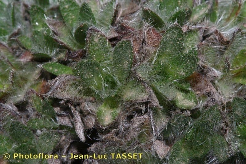 Eritrichium nanum 12
