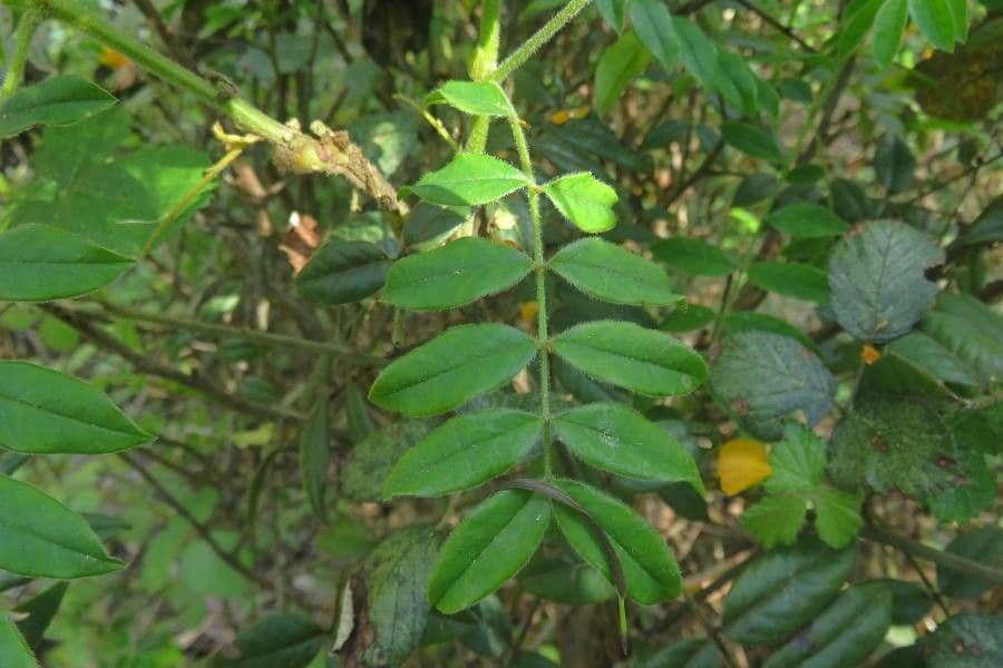Senna 3