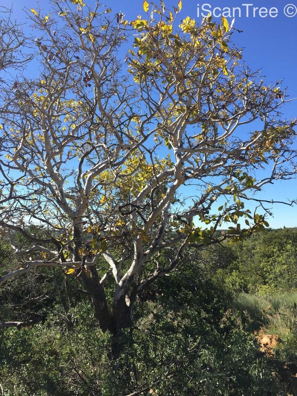 Ochna pulchra 6