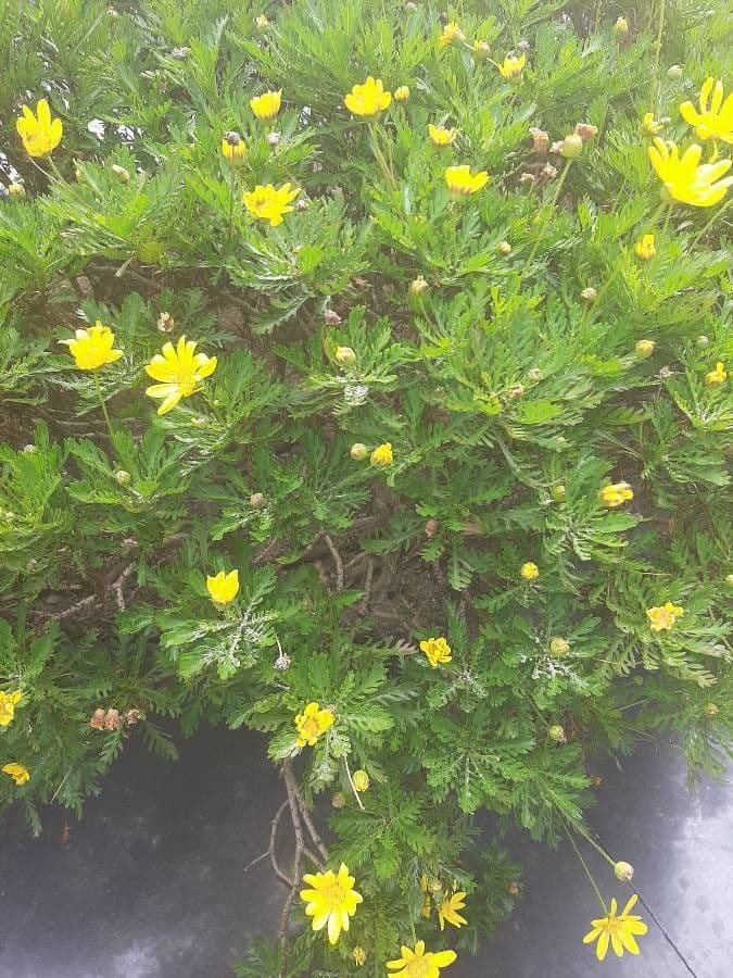 Euryops 7