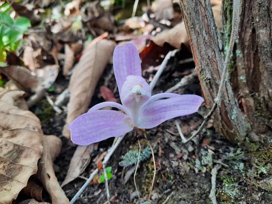 Pleione