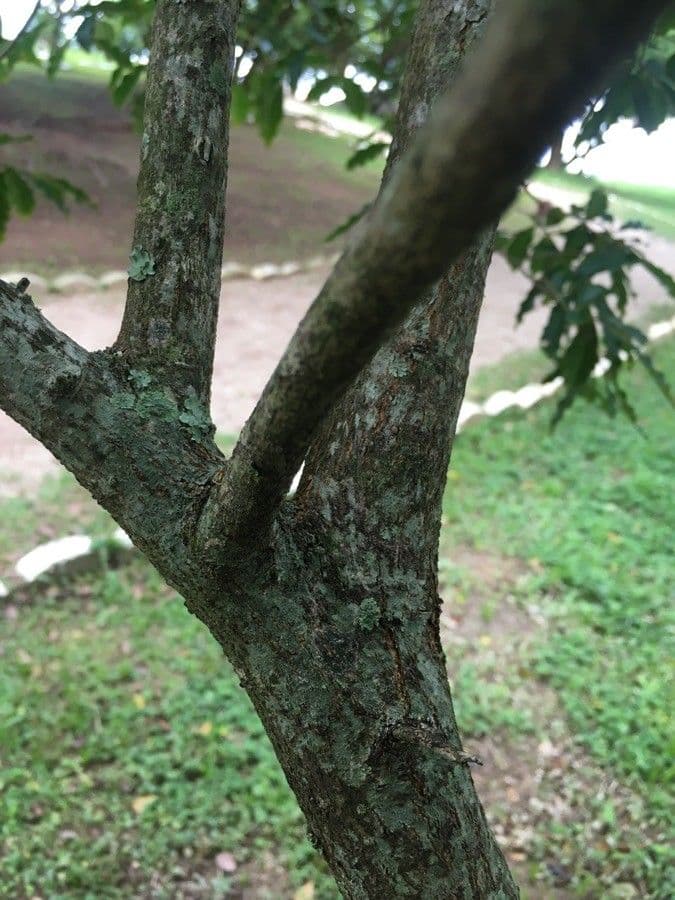 Lafoensia 21